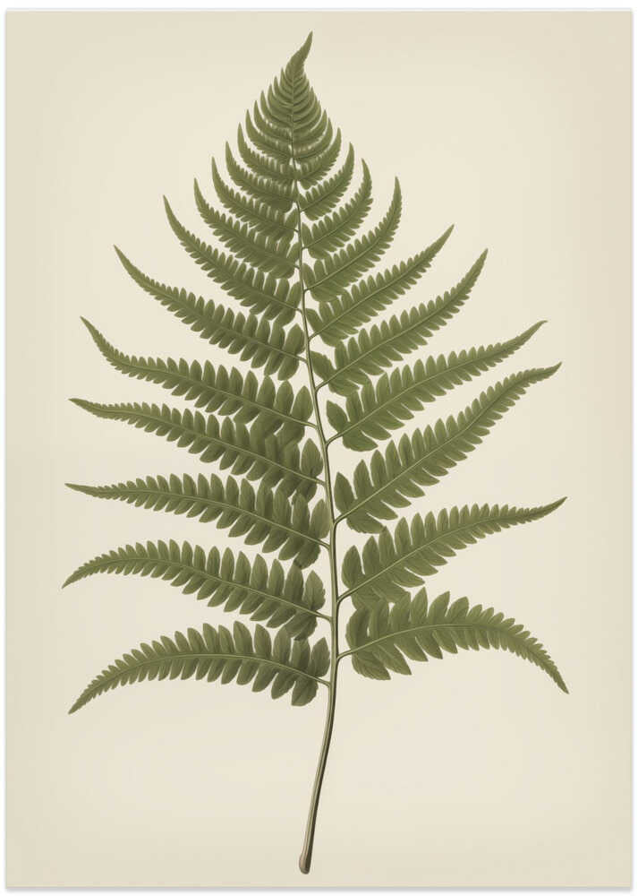 Dryopteris Filix Mas