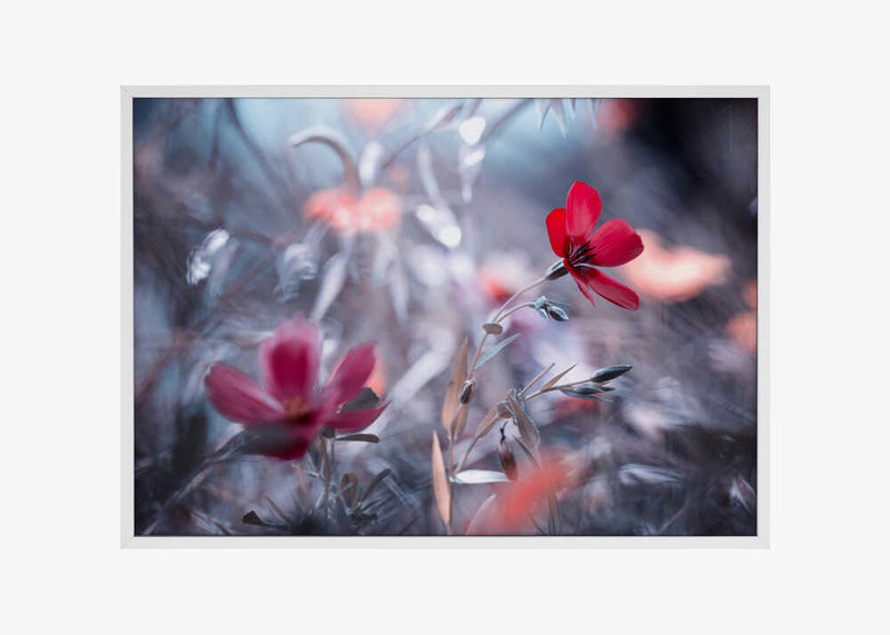 Une Fleur, une Histoire