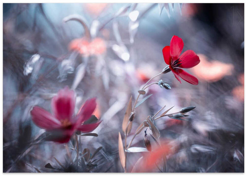 Une Fleur, une Histoire