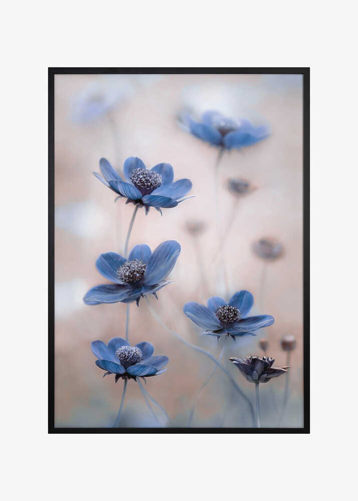 Cosmos blue
