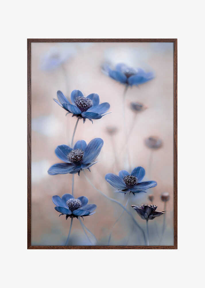 Cosmos blue