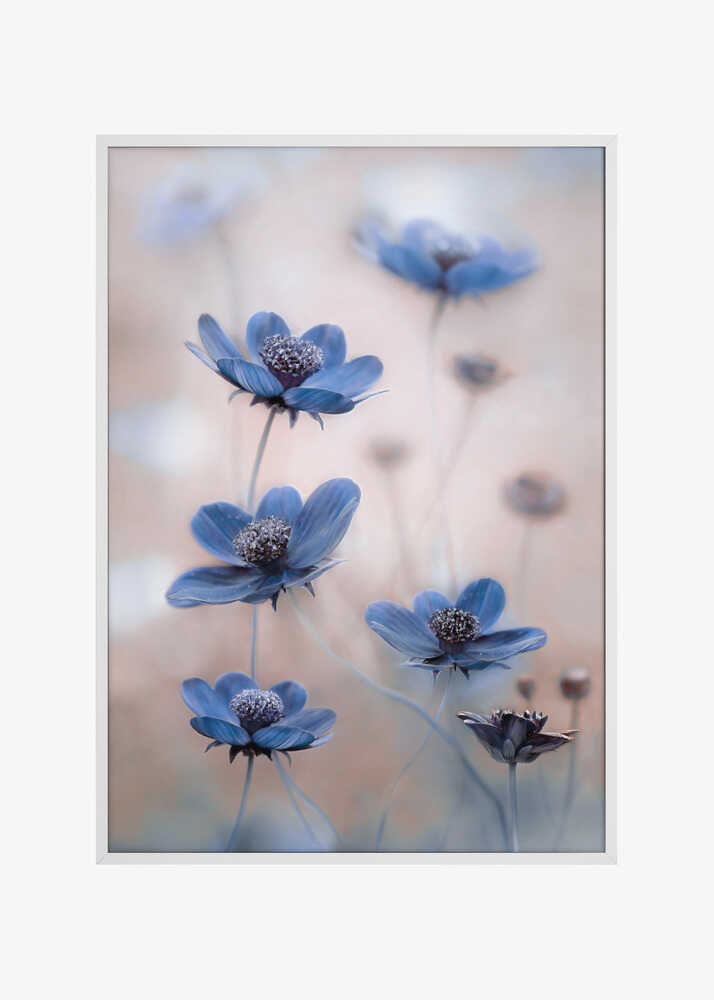 Cosmos blue