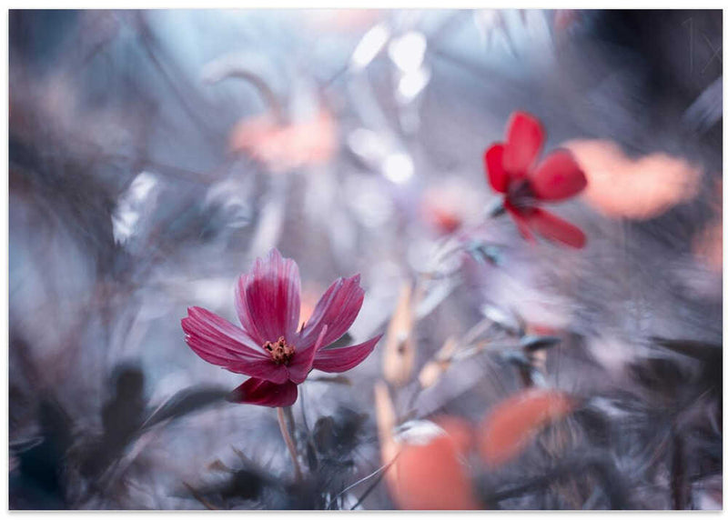 Une autre fleur, une autre histoire