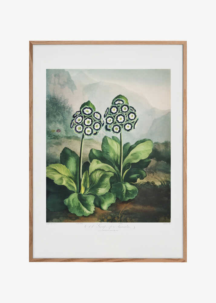 A Group of Auriculas from The Temple of Flora 2 (1807)