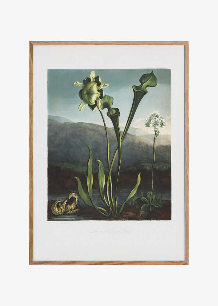 American Bog Plants from The Temple of Flora (1807)