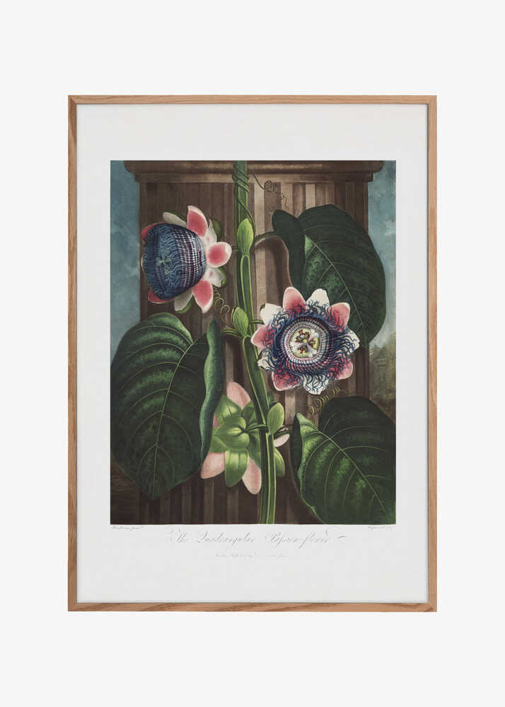 The Quadrangular Passion Flower from The Temple of Flora (1807)