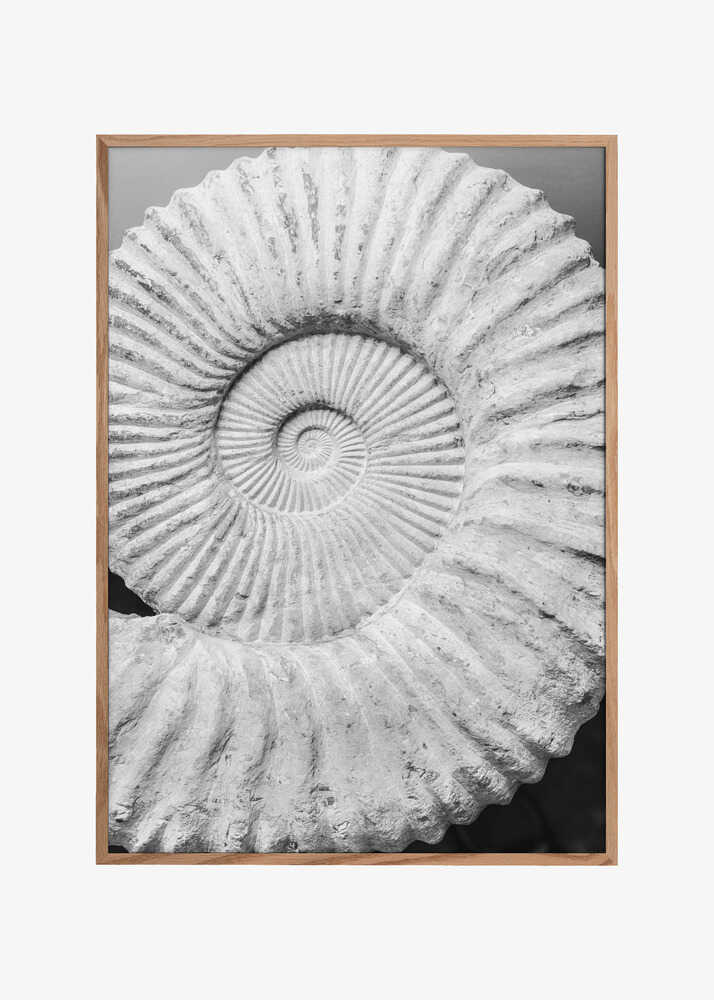 Ancient Spiral Dreams