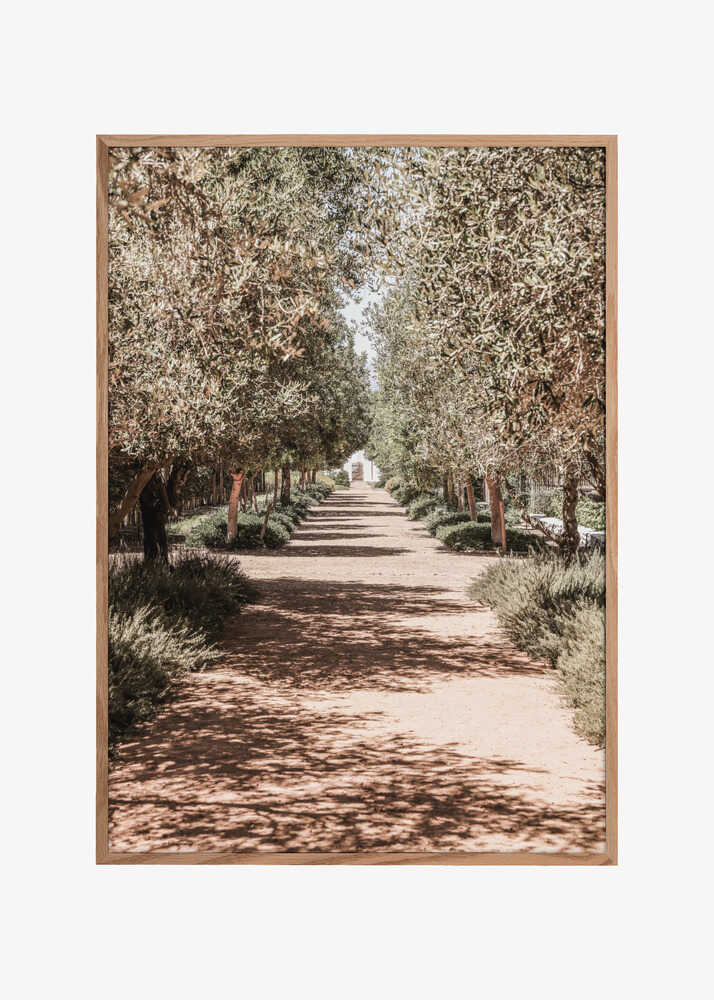 A Serene Tree Lined Path with Sunlight