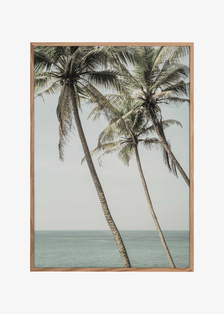 Ocean Breeze Palms