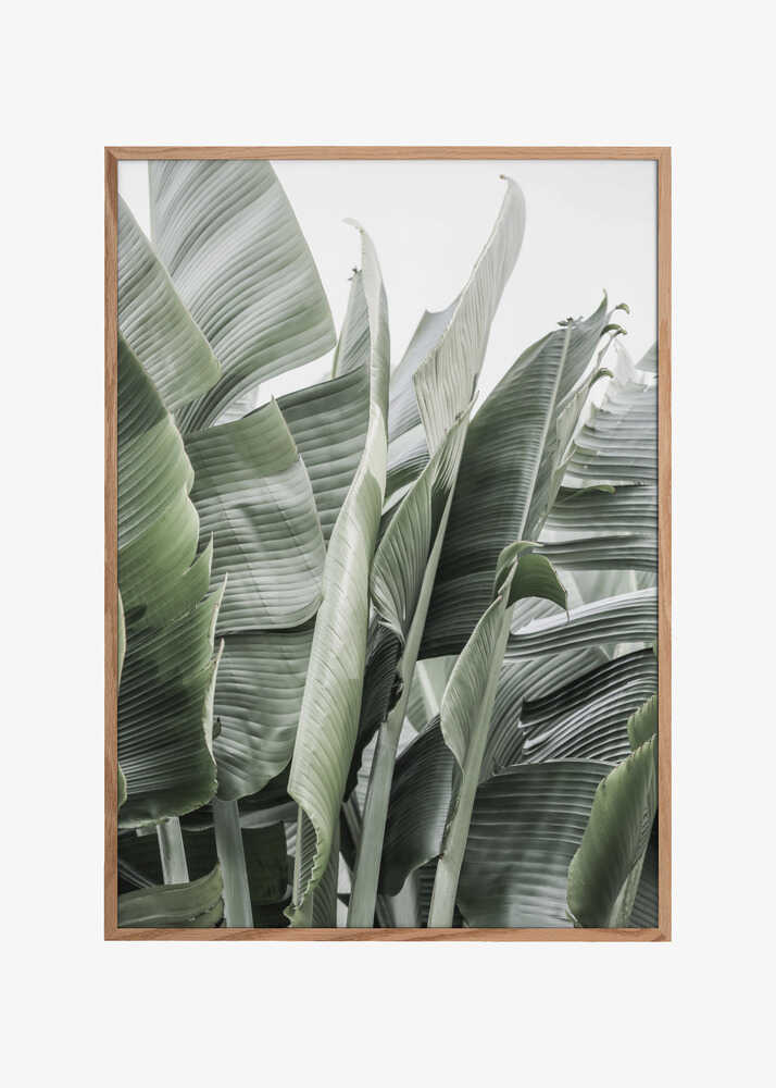 Banana Leaves In Soft Lighting