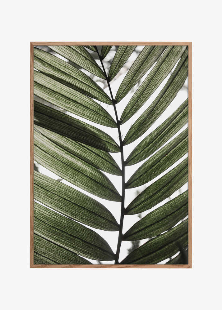 Palm Leaves 24