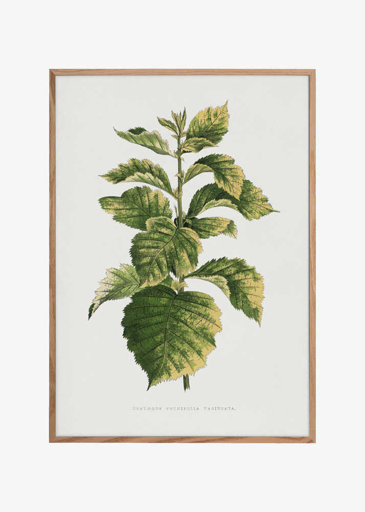Common Hawnthorn Leaf Illustration