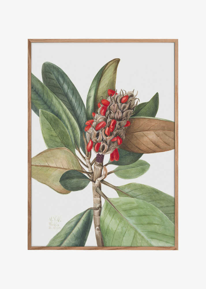 Southern Magnolia (1923)