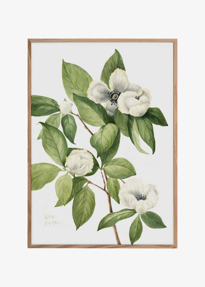 Virginia Stewartia (1925)