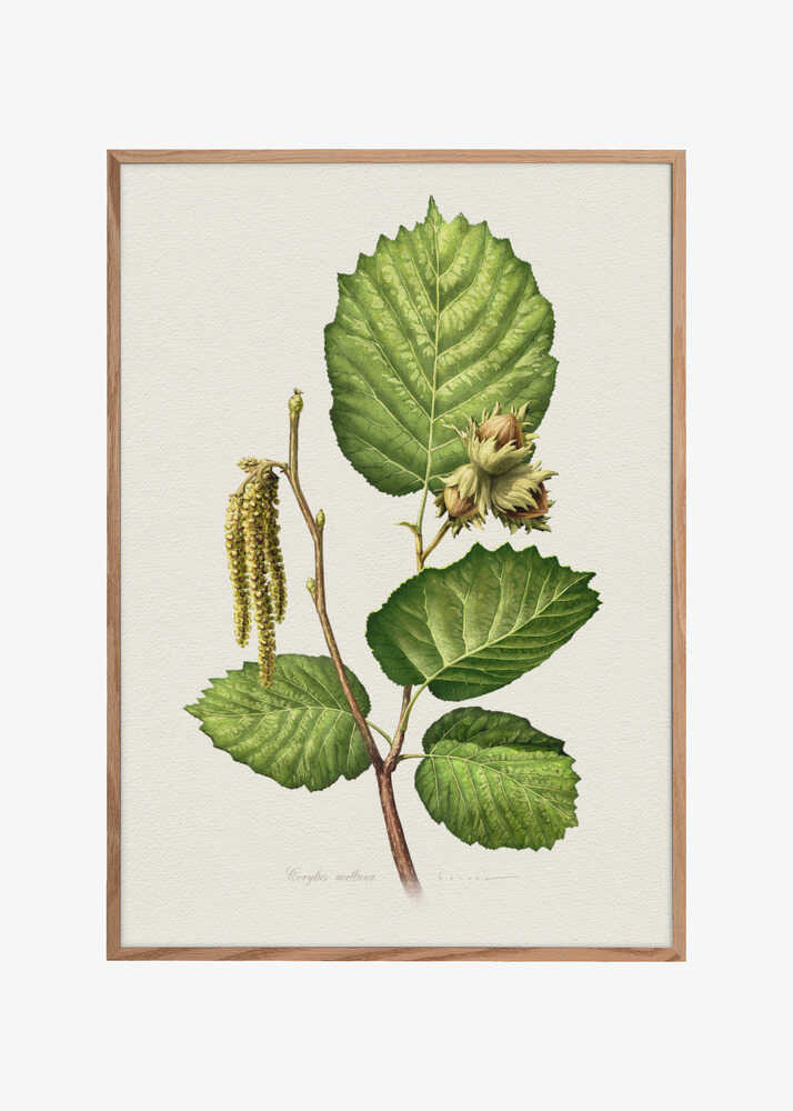 Corylus Avellana