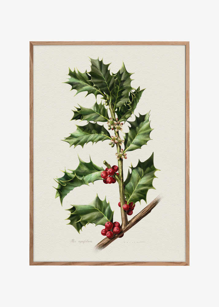 Ilex Aquifolium