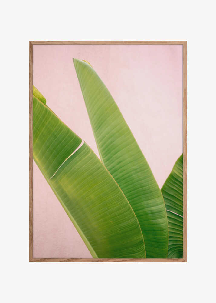 Merida Green on Pink