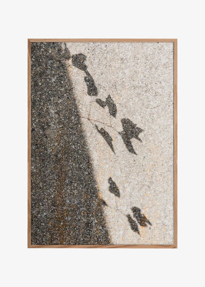 Botanical shadow on the wall