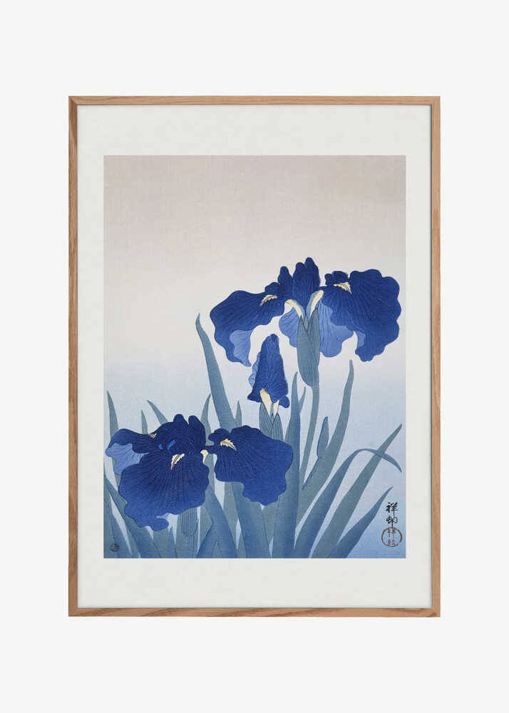 Iris Flowers