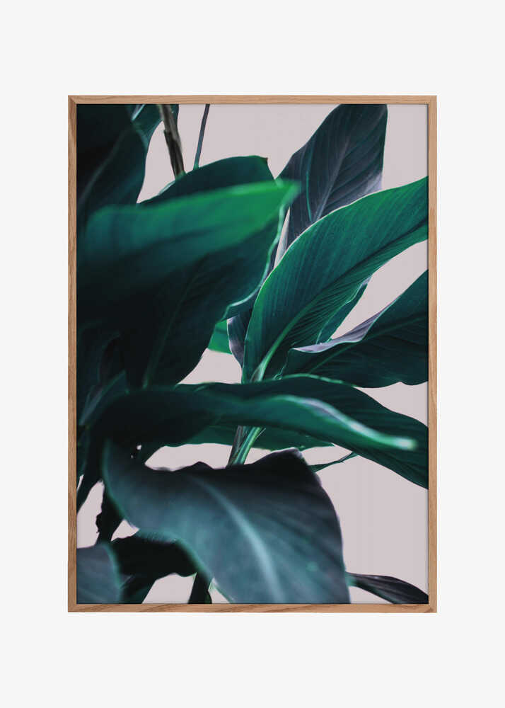 Elegance Of Tropical Leaves