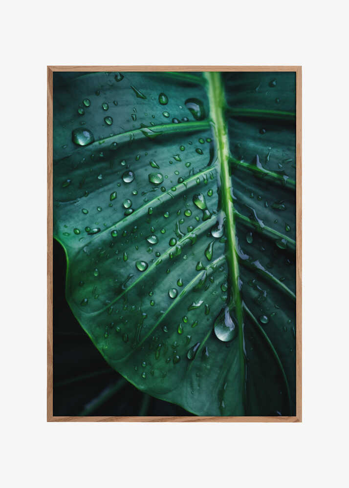Rain Kissed Leaf