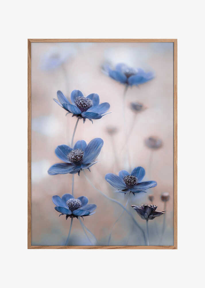 Cosmos blue
