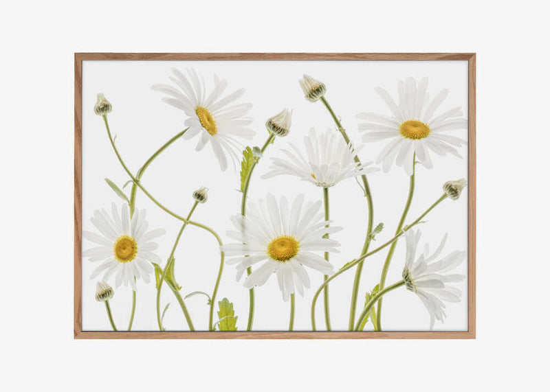 Ox eye Daisies