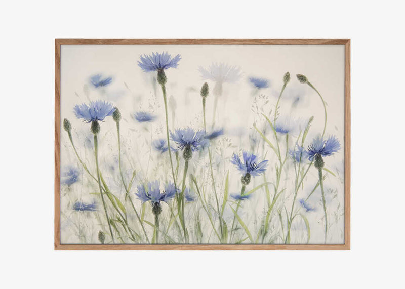 Cornflowers
