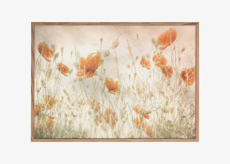 Poppies in the field
