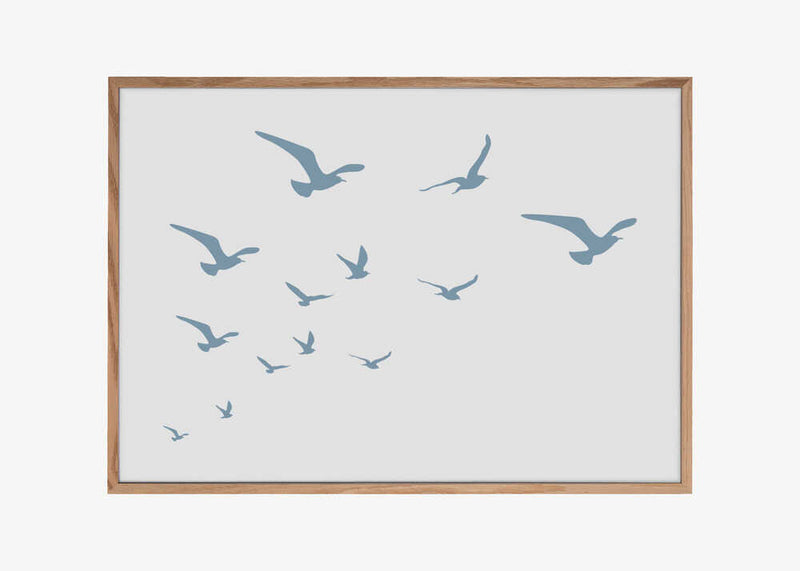 Seagulls White Background