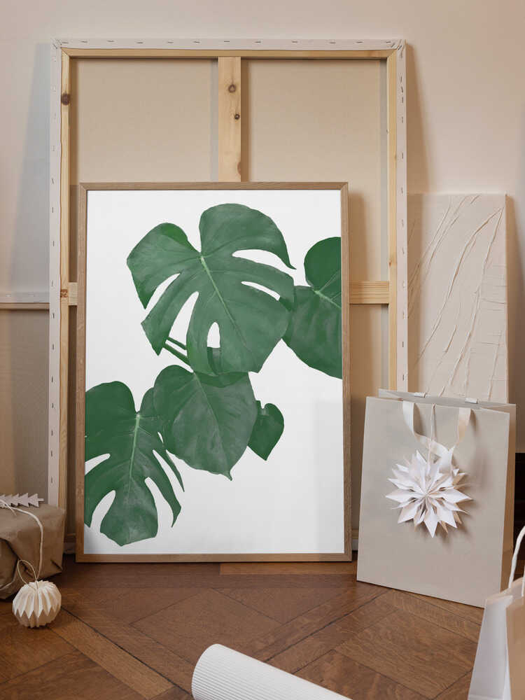 Monstera Aqua 01