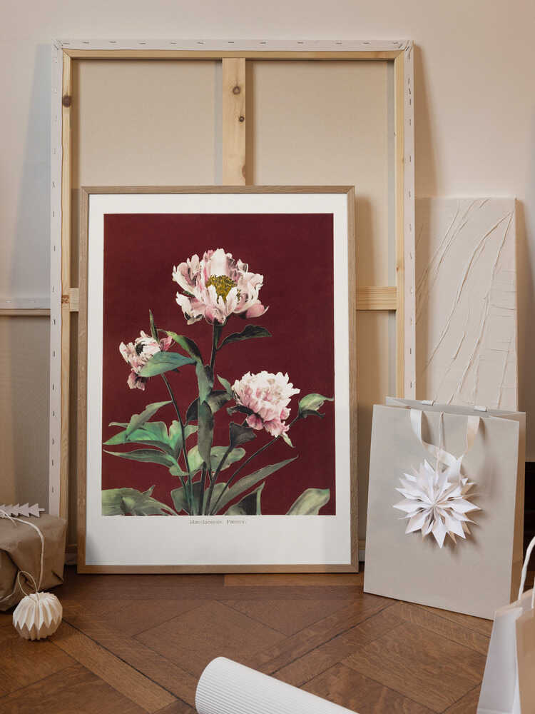 Hærdaceous Peony no2
