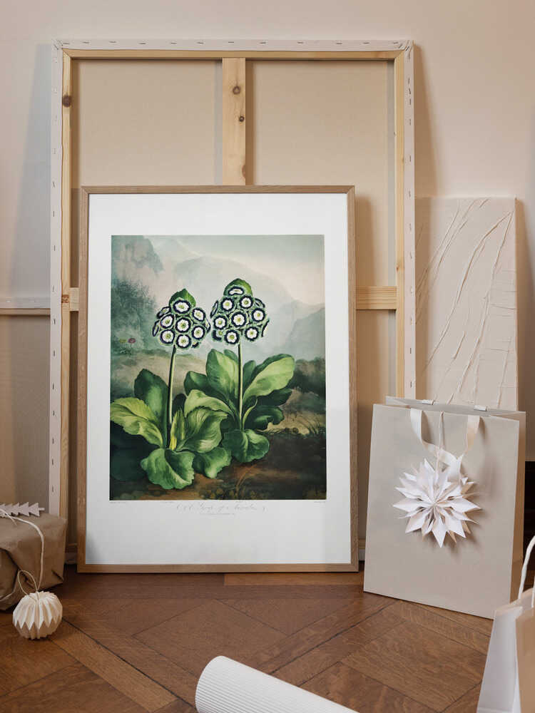 A Group of Auriculas from The Temple of Flora 2 (1807)