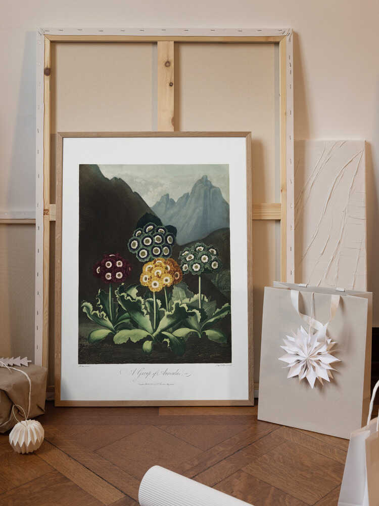 A Group of Auriculas from The Temple of Flora (1807)