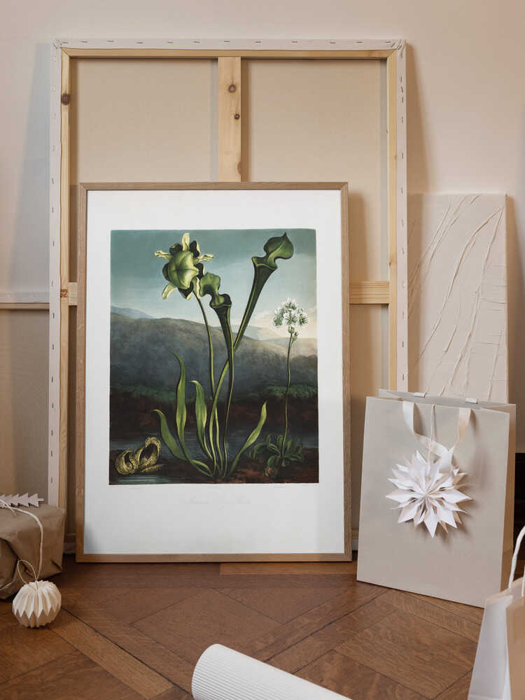 American Bog Plants from The Temple of Flora (1807)