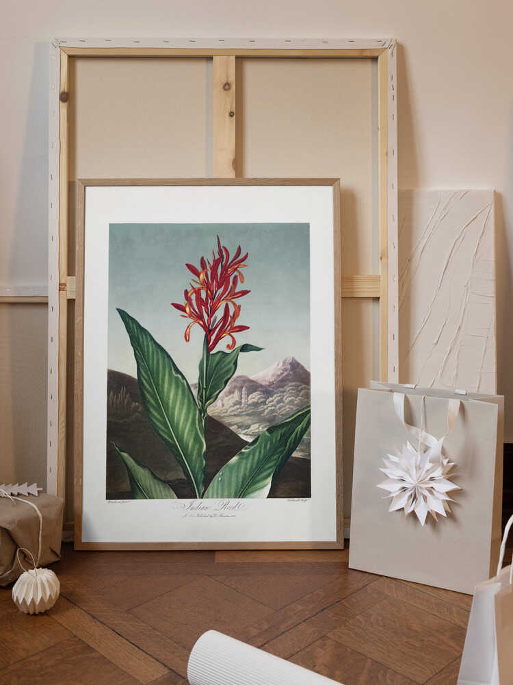 Indian Reed from The Temple of Flora (1807)