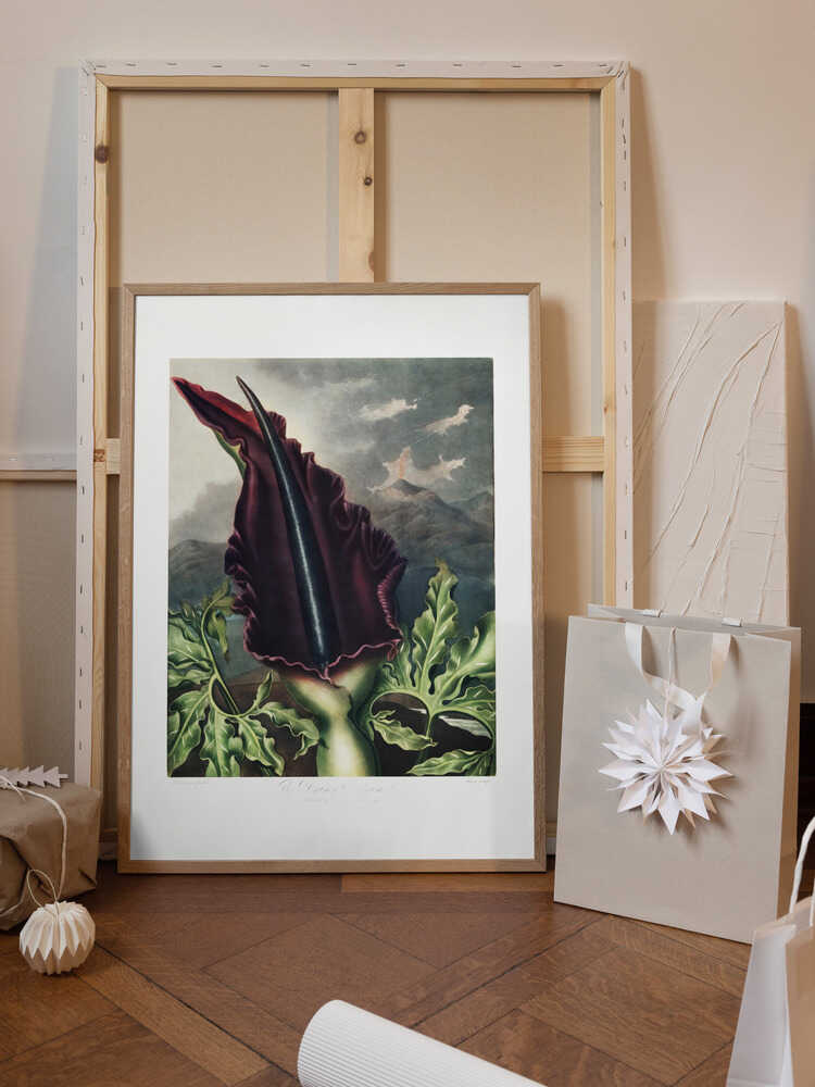 The Dragon Arum from The Temple of Flora (1807)