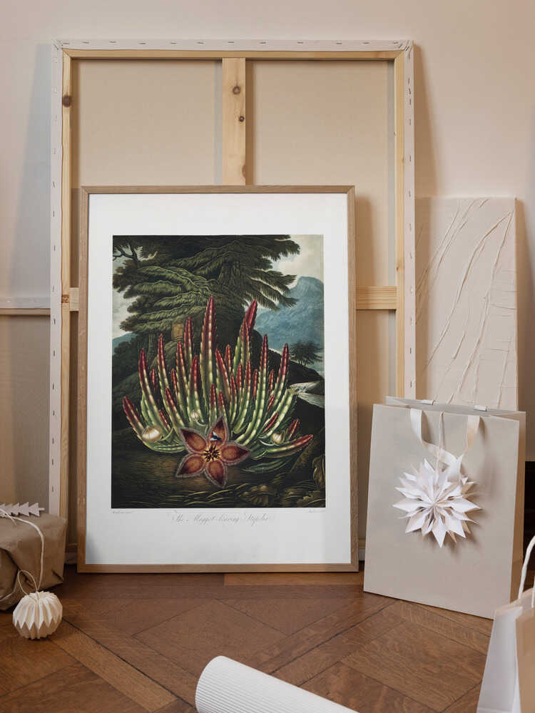 The Maggot–Bearing Stapelia from The Temple of Flora (1807)