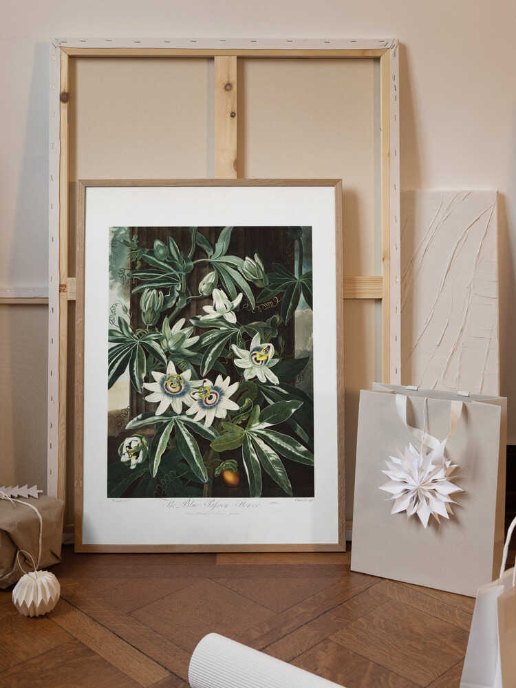 The Passiflora Cerulea from The Temple of Flora (1807)