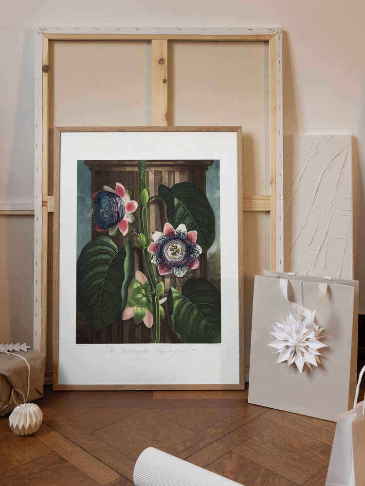 The Quadrangular Passion Flower from The Temple of Flora (1807)