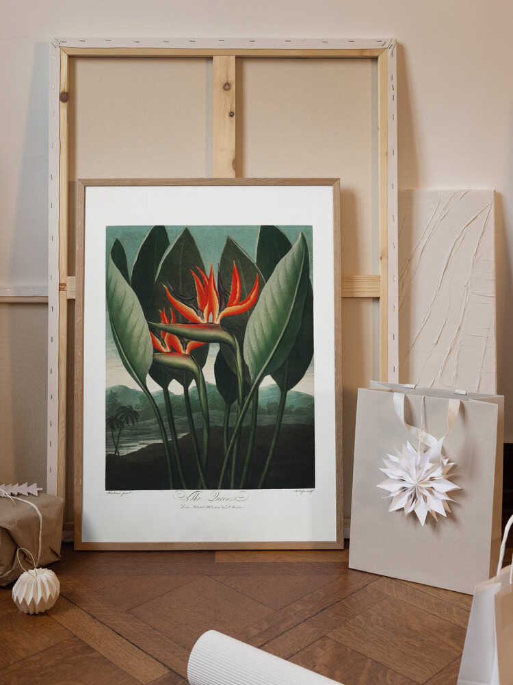 The Queen–Plant from The Temple of Flora (1807)