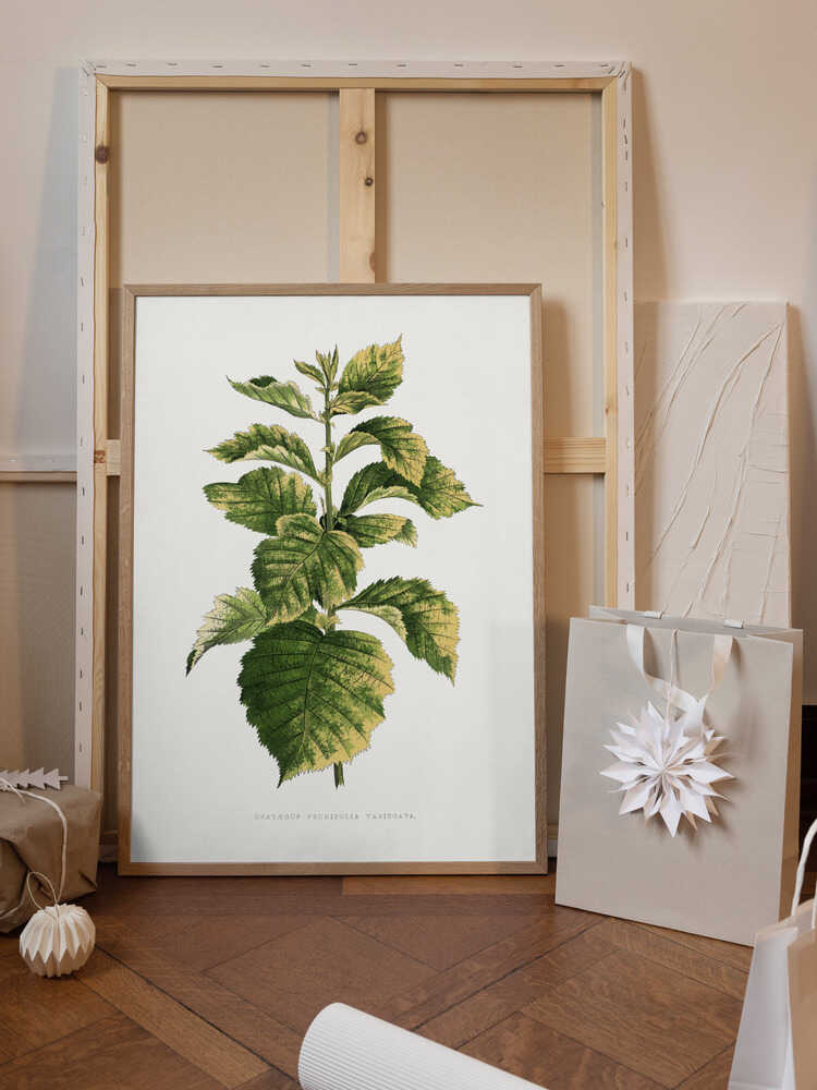 Common Hawnthorn Leaf Illustration