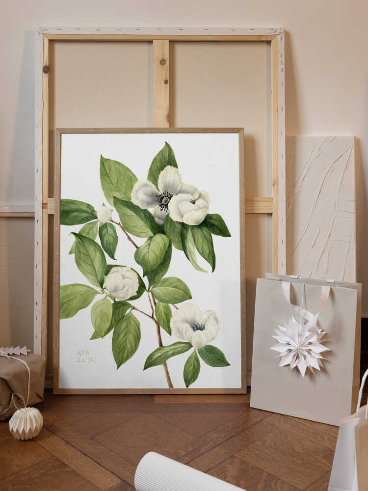 Virginia Stewartia (1925)