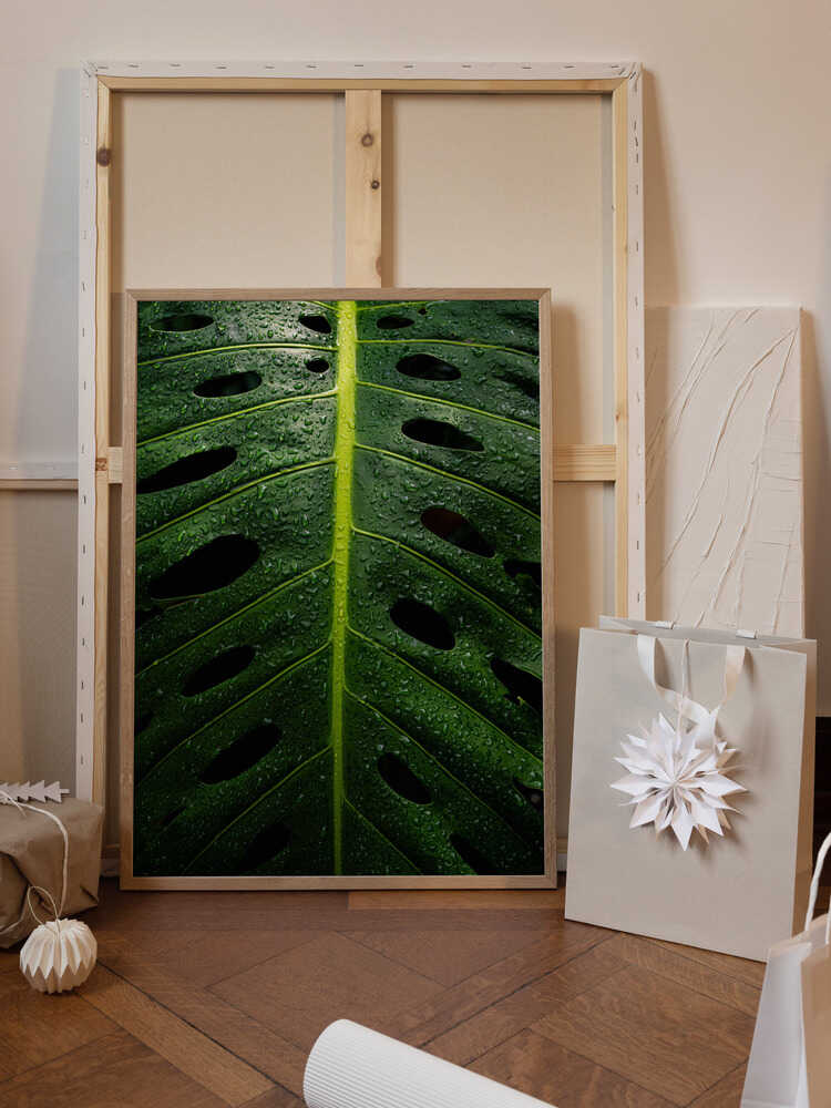 Monstera Swiss cheese plant