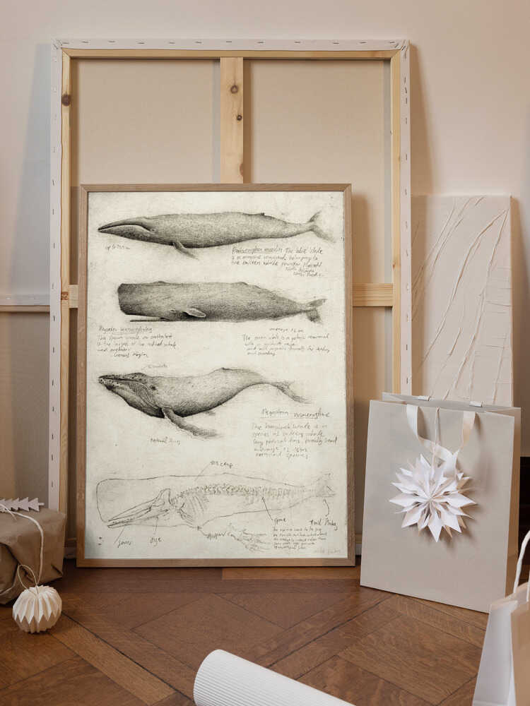 Sketches Of Various Whale