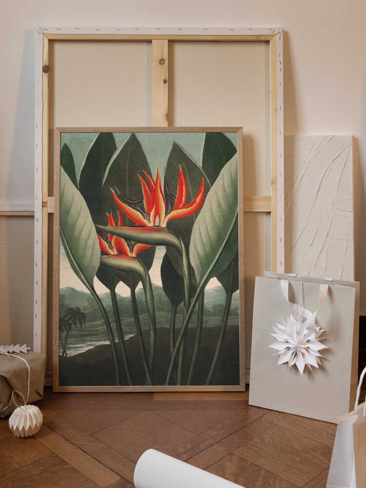 The Queen–Plant from The Temple of Flora (1807)