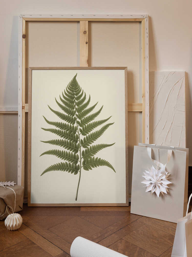 Dryopteris Filix Mas